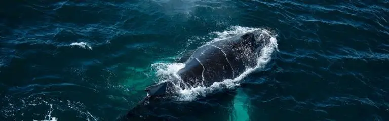 Aerial Environmental Survey Systems Banner